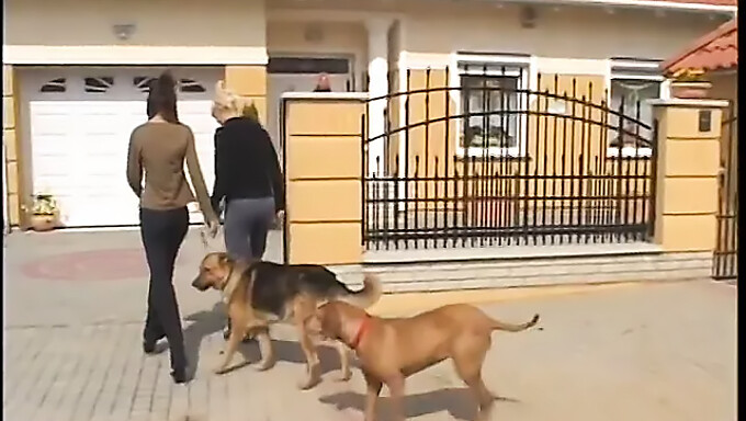 Blond Tenåring Med Store Naturlige Pupper Blir Slikket Av Brunettekjæresten